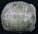 Superb Fossil Tortoise (Stylemys) - South Dakota #31516-4